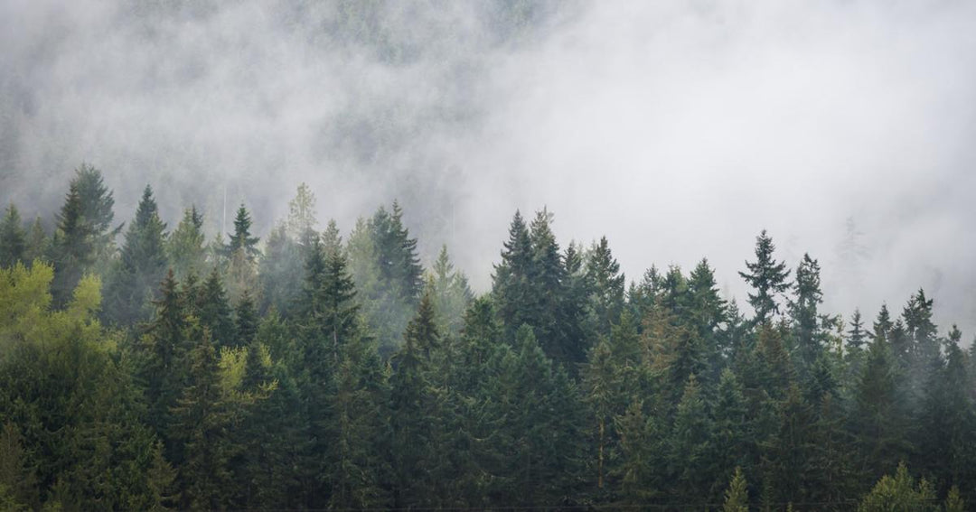 PNW Trail Hazards: What to Watch Out For (Animals, Plants, Weather & Terrain)