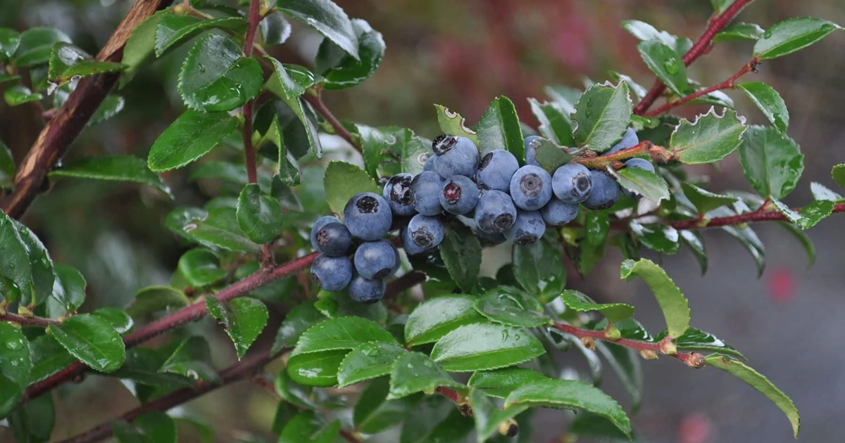 PNW Wild Edible Plants for Beginners (Safe Picks Only)